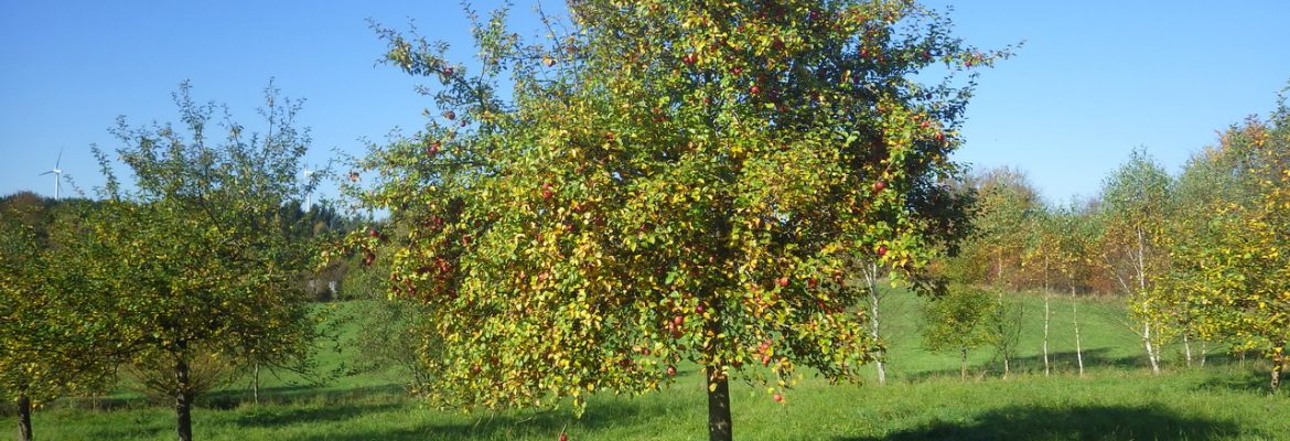 Streuobstwiese auf der Heide