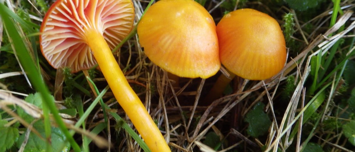 2) Hygrocybe insipida - Gelbrandiger Saftling