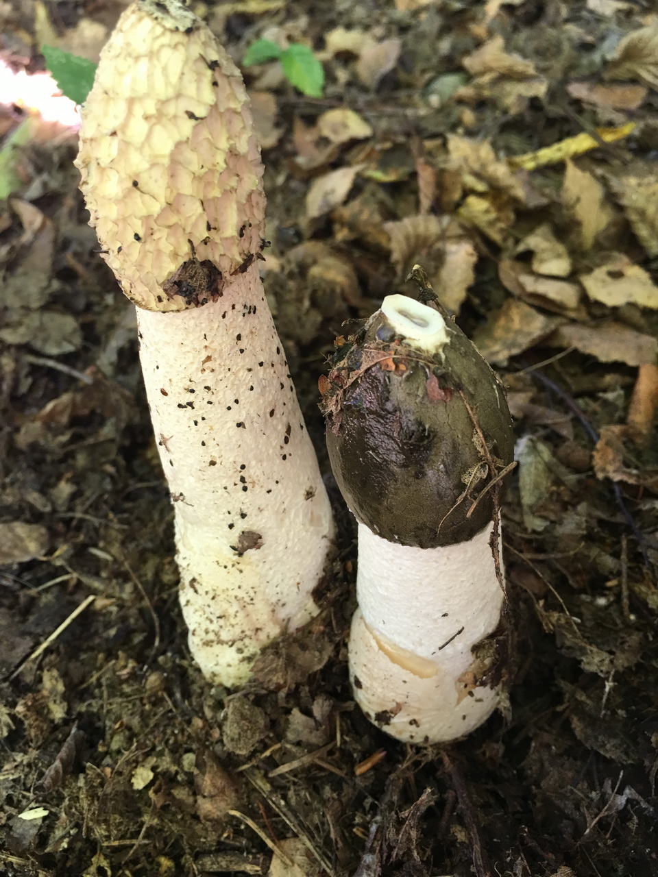 Foto 4: Phallus impudicus Stinkmorchel mit olivfarbener Gleba, rechts, und nach Abessen der Gleba und Abtransport der Sporen durch Fliegen, links