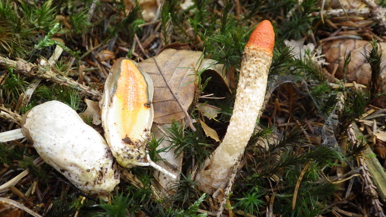 Foto 6: Mutinus caninus Gemeine Hundsrute mit länglichen Hexeneiern