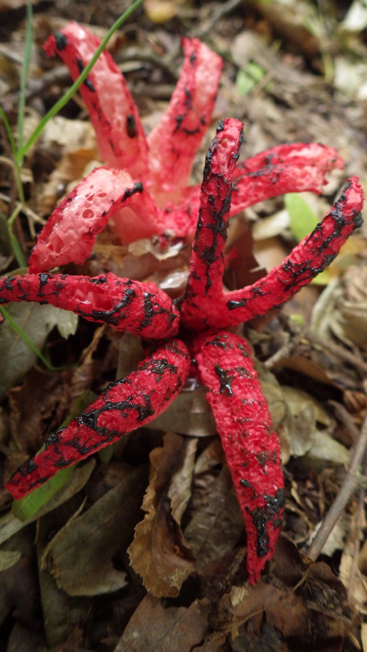 Foto 8: Clathrus archeri Tintenfisch-Pilz mit Gleba auf den Armen