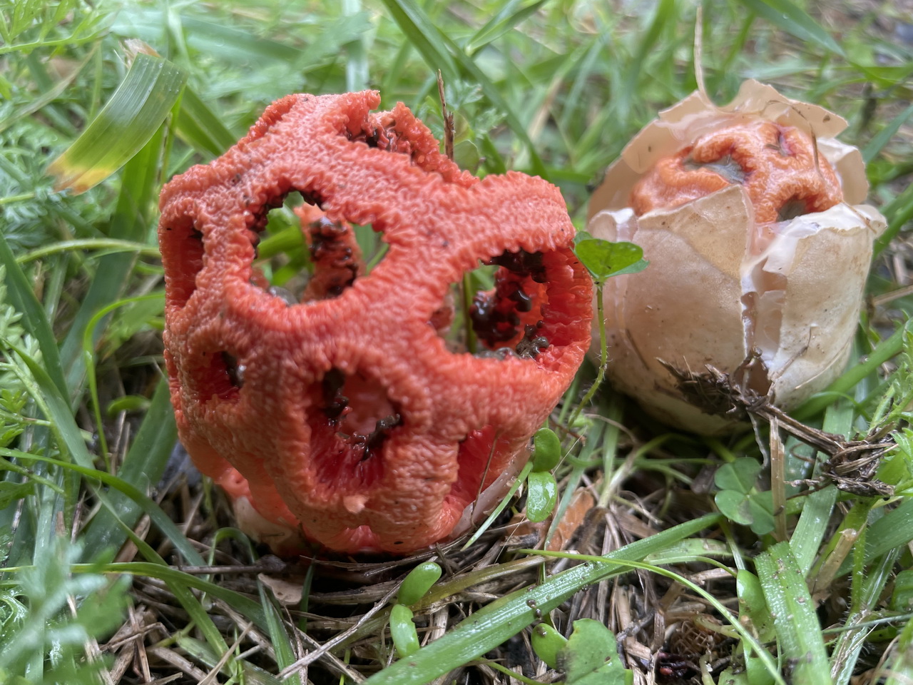 Foto1: Clathrus ruber Roter Gitterling