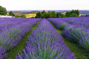 Lavendelanbau bei Terra Magnifica in Kroatien