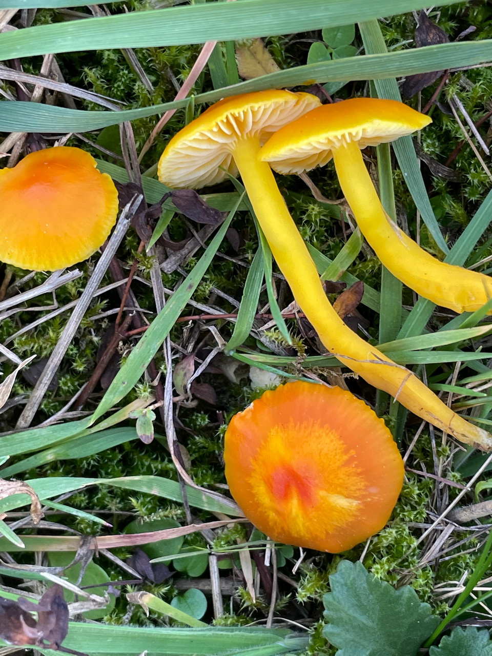 Hygrocybe insipida (Gelbrandiger Saftling) Klumpenmühle 25.10.2022