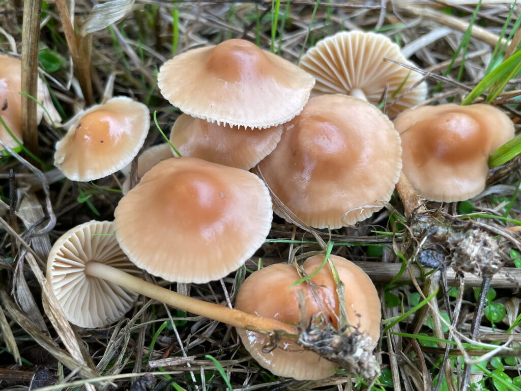 Marasmius oreades (Nelkenschwindling) Klumpenmühle im Gras 