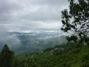Teefelder in Darjeeling, Bio-Plantage Singell