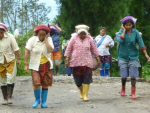 Teefelder in Darjeeling, Bio-Plantage Singell