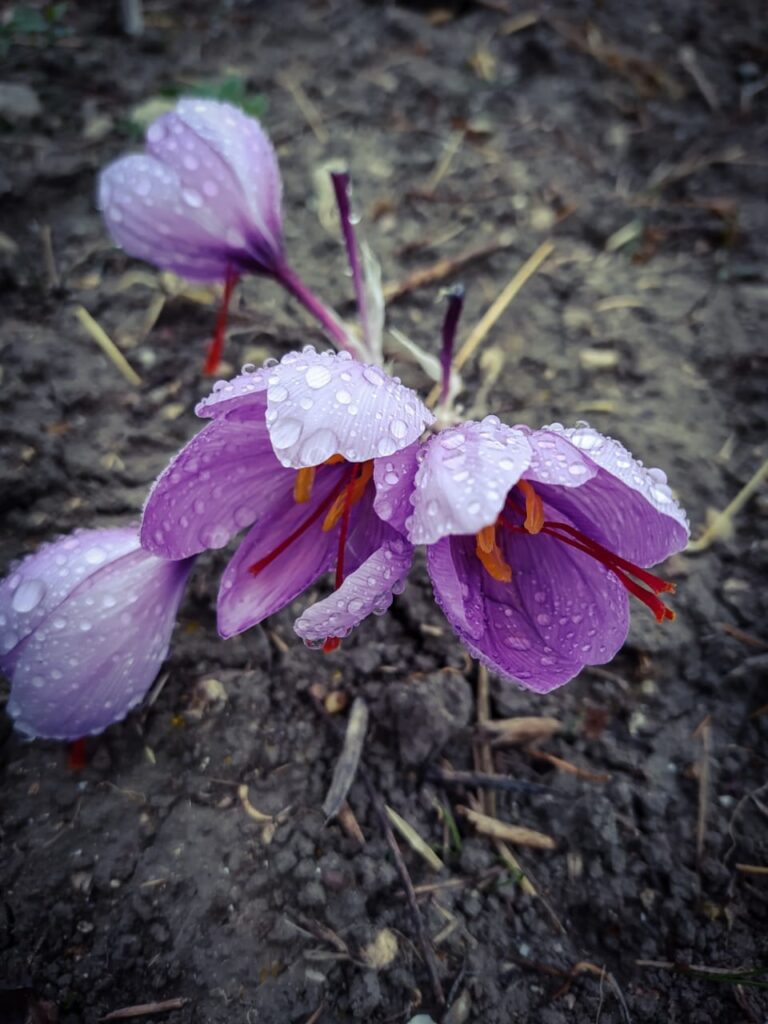 Safran im Regen