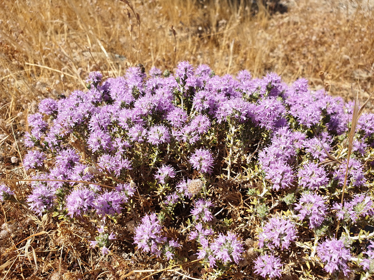 Thymian aus den Bergen Griechenlands