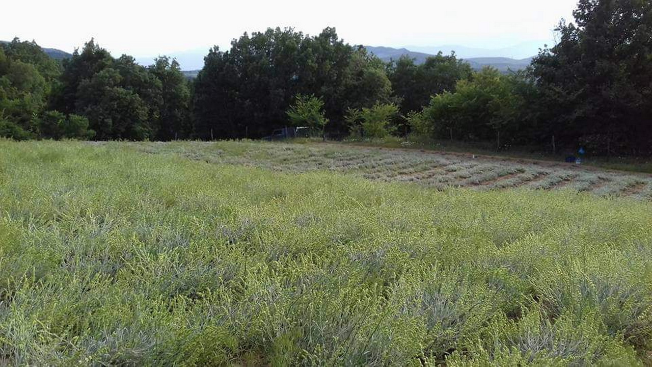 Bergtee-Feld, Kastoria