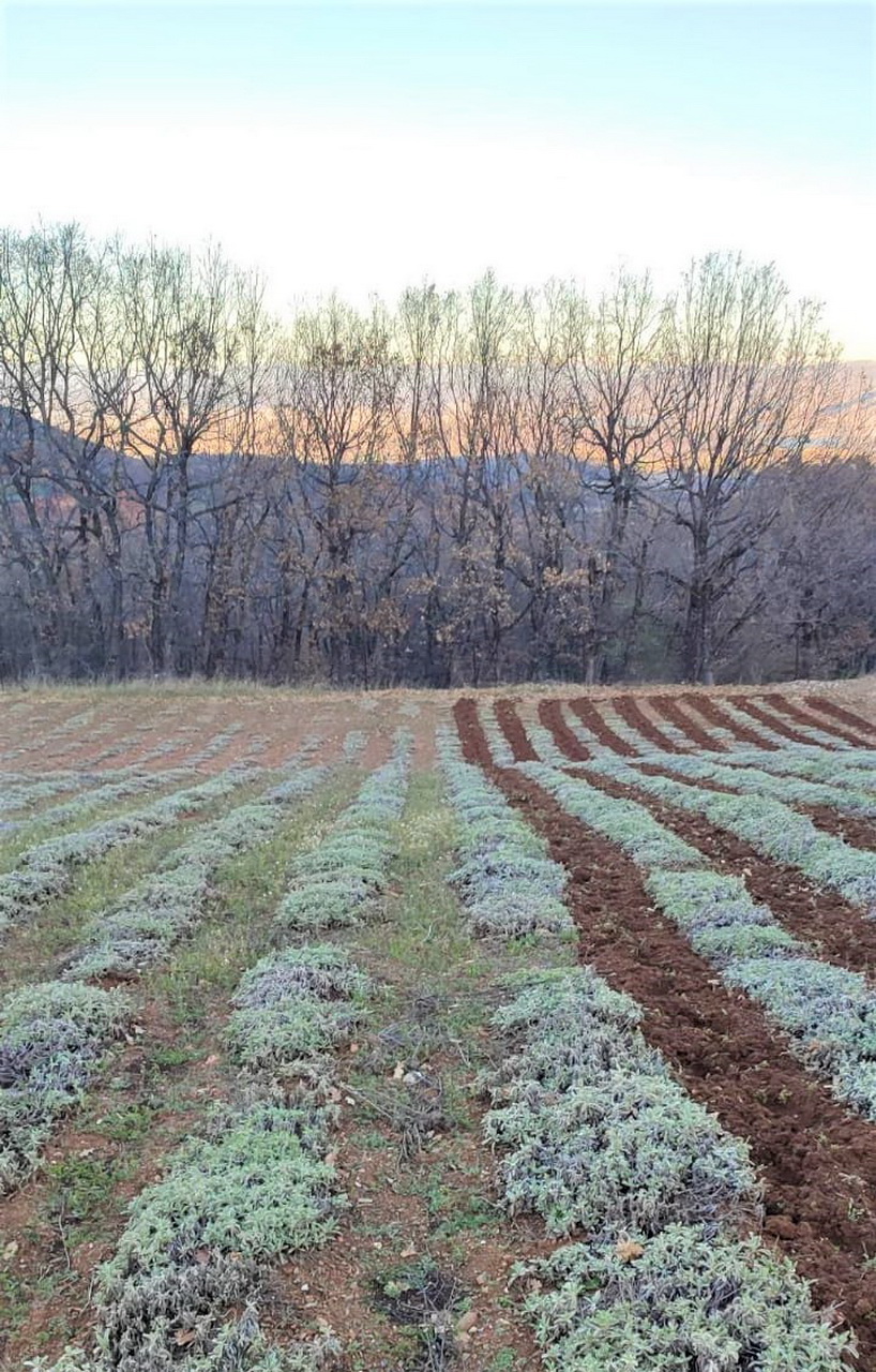 Bergtee Feld, Jahreszeiten