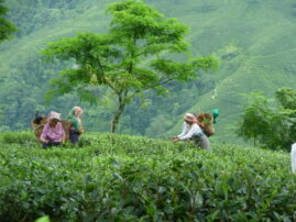 Teefeld, Demeter-Teegarten Selimbong in Darjeeling