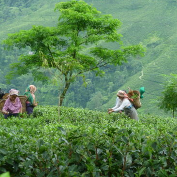 Teefeld, Demeter-Teegarten Selimbong in Darjeeling