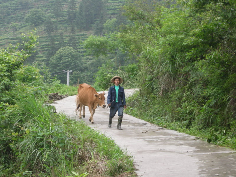 Quingshan Farm