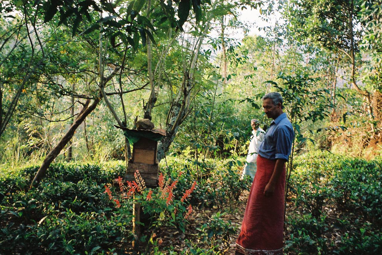 SOFA-Kleinbauernfarm mit Tee in Sri Lanka