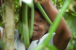 Kooperative KOMAM, Vanilleernte, Nordost-Madagaskar