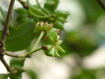 Sternanis Zweig mit grüner Frucht