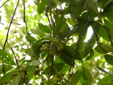 Sternanis-Baum Vietnam