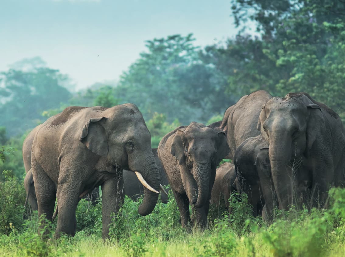 Assam und Dooars Teefarmen mit Elefanten-Trails