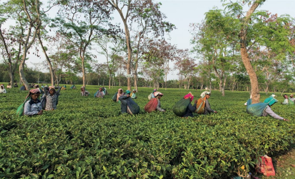 Bio-Teegarten Chardwar in Assam